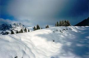 Snow and blue shadows, pine trees, peak, grey cloud