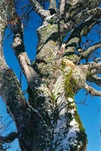 Tree trunk covered with moss and snow, blue sky