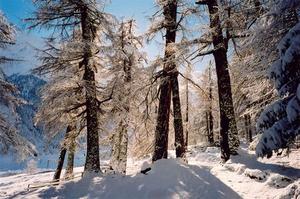 Snow covered larch trees Sfee