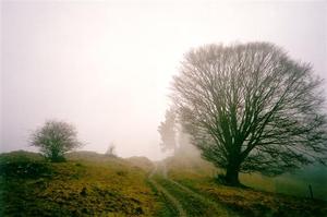 Path, tree, mist