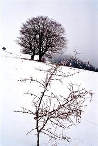 Prickly bush on foreground, two black bare trees on snow