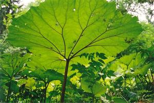 Large leaf from below