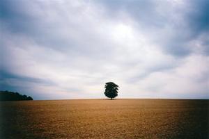 Single tree in the middle of a bare field