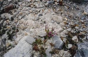 Alpine flowers on rocks