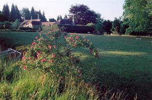 Centre and rose bush
