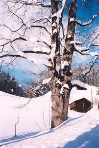 walk to Saanen, snow covered trees, field, barn, clouds blue sky, sun