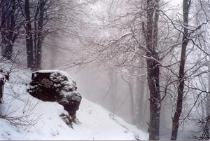 Rock and trees under snow and mist