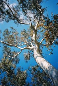 Eucalyptus in Ojai