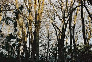 Trees at Brockwood Park