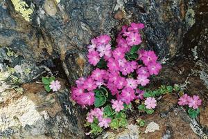 Pink flowers growing betwen rocks