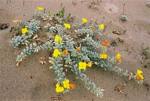 Lizard-like cactus with yellow flowers