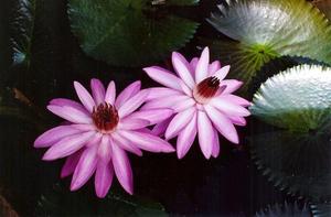 Pink water lily pair