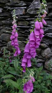 Foxgloves in front of a stone wall