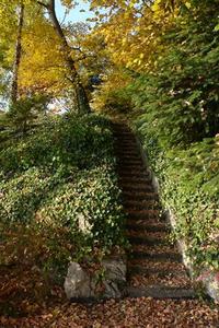 Leaf-strewn stone stairs