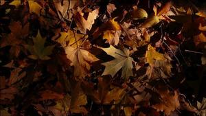 Maple leaves in Buchillon