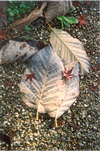 Close up of wet fallen leaves
