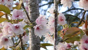 Flowering cherry at Brockwood