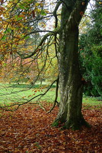 Brockwood in autumn