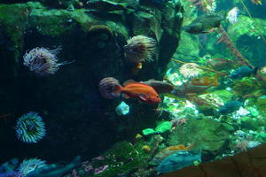Aquarium at Vancouver Airport