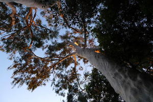 Eucalyptus in Ojai