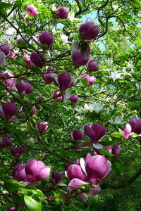 Magnolias at Brockwood Park