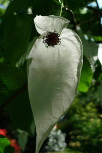 Handkerchief Tree in the Grove
