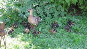 Ducks at Brockwood