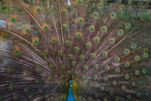 Peacock at Brockwood