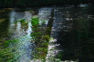 Watercress river