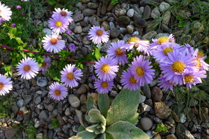 Asters at Haus Sonne