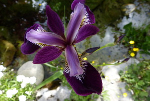 Iris in the Pond