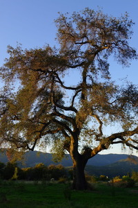 Oak at Pine Cottage
