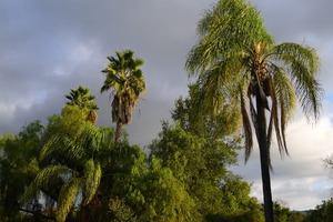 Grand Avenue Palms