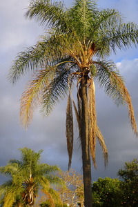 Grand Avenue Palm