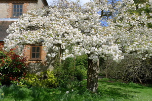 Cherry Tree at the Centre