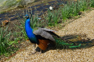Brockwood Peacock