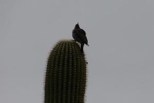 Saguaro bird