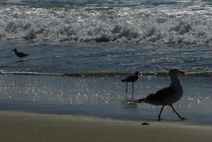 Birds on Bates Beach