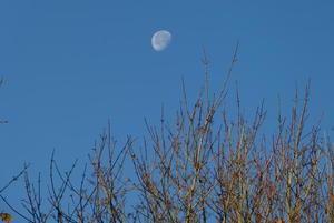 A Brockwood Moon