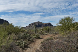 Desert Walk near Tucson