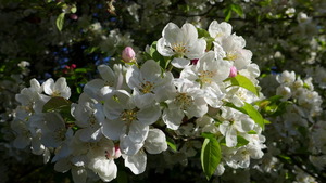 Apple Blossoms at Brockwood