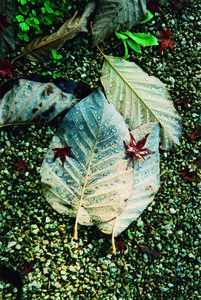 Leaves in Buchillon
