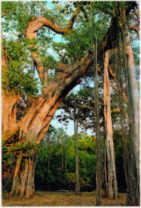 Rishi Valley Banyan Tree