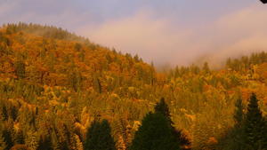 Autumn Hills in the Black Forest