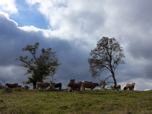 Cows on the butterfly hill