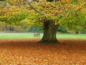 Autumn at the Centre