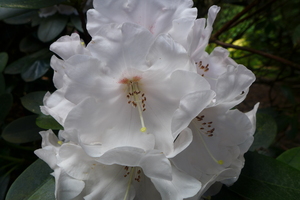 White Rhododendron closeup