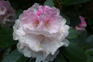 Rhododendron closeup