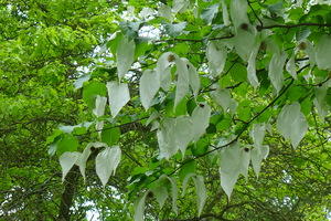 Handkerchief Tree closeup