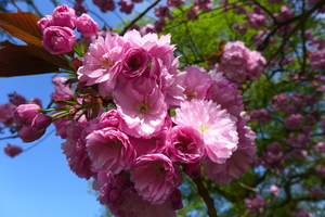 Pink Brockwood Blossoms